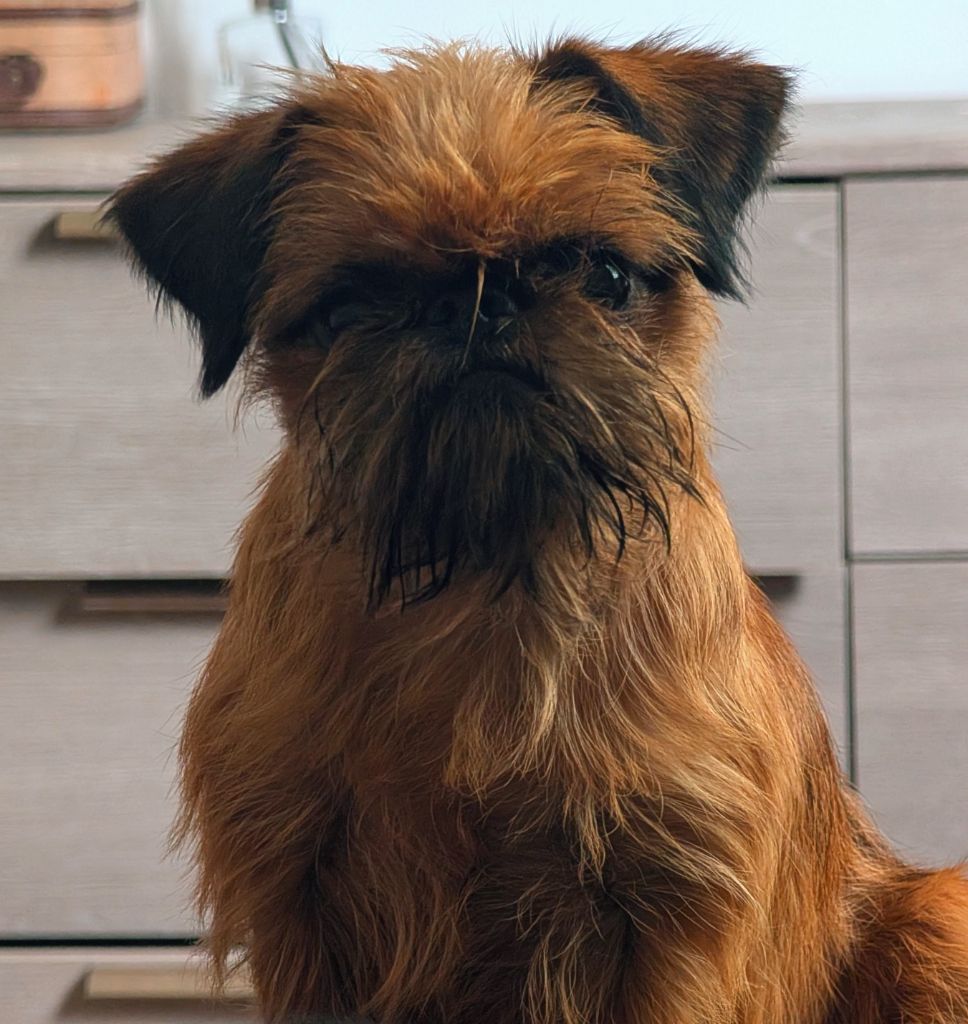 Viviane L’As Aux Mille Griffes