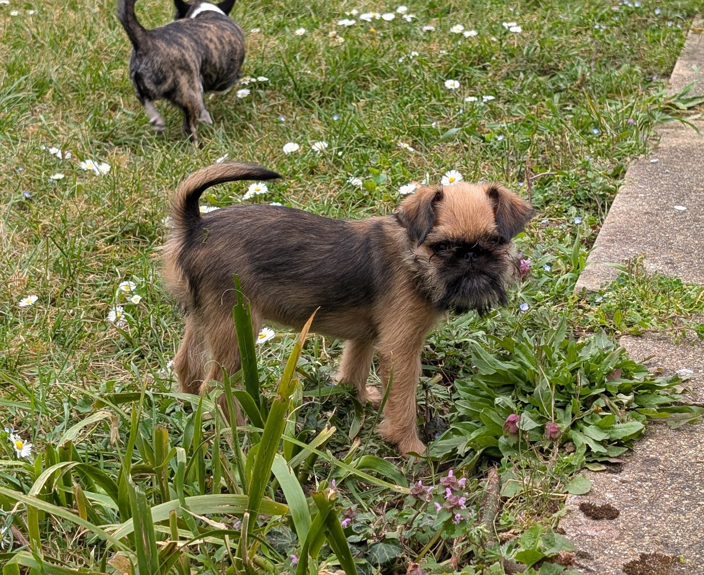 Antoinette-Marie Of Circé's Shire