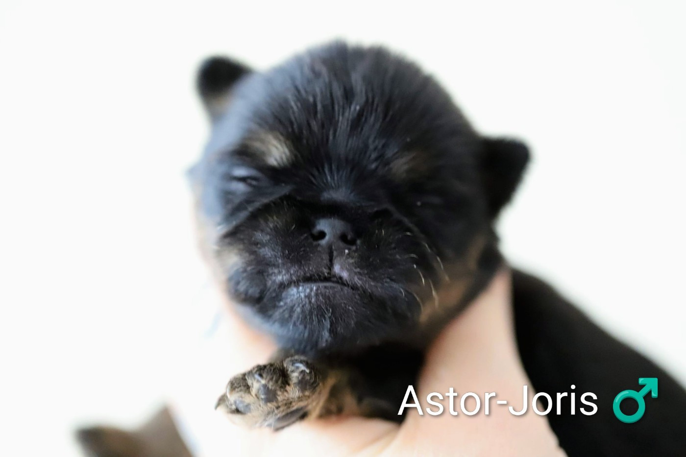 Les bébés sont nés!