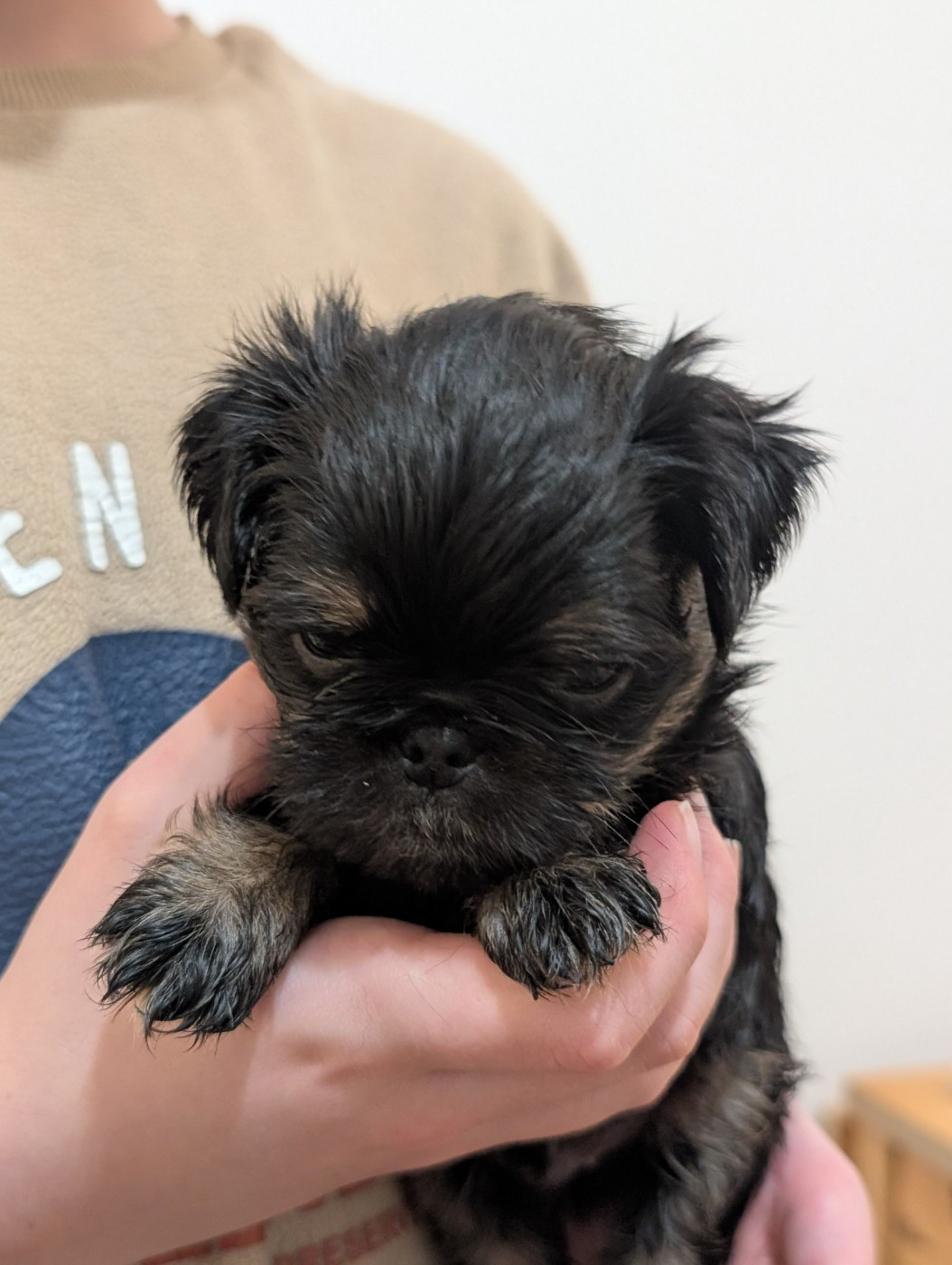 Chiots Griffons Belge 🖤♂ et Bruxellois♀ Disponible