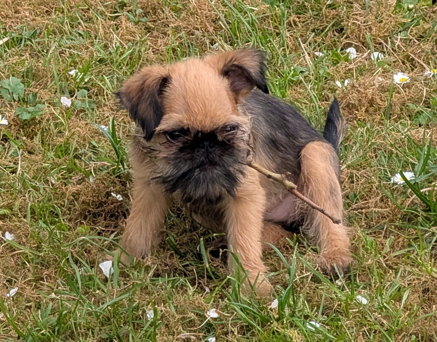 Chiot Griffon Bruxellois Femelle Disponible