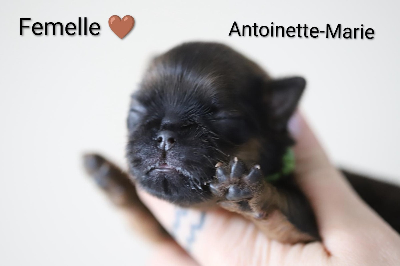 Of Circé's Shire - Chiots disponibles - Griffon belge