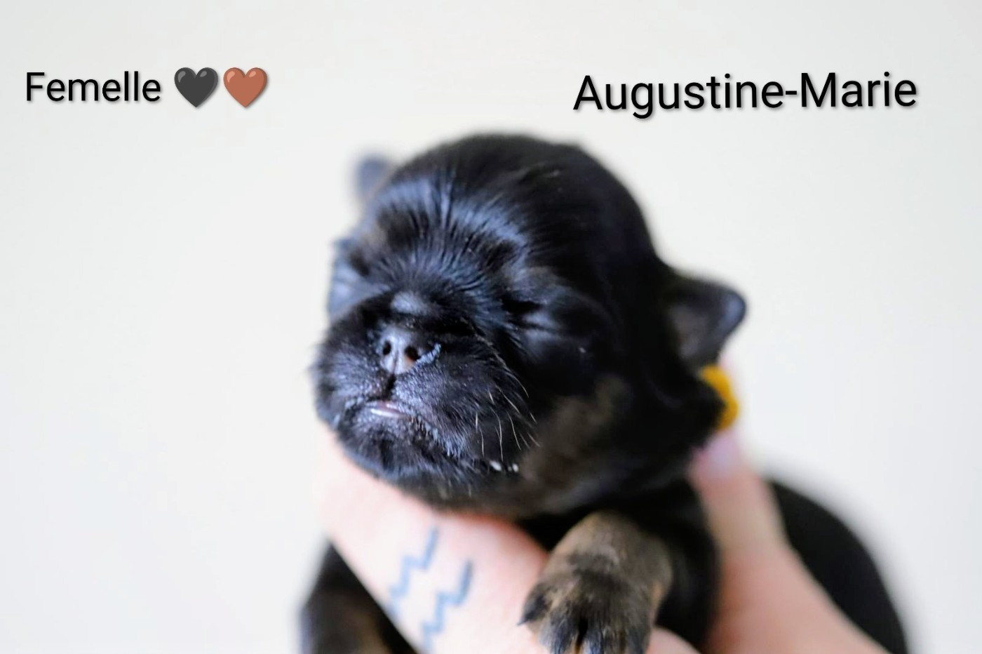 Of Circé's Shire - Chiots disponibles - Griffon belge