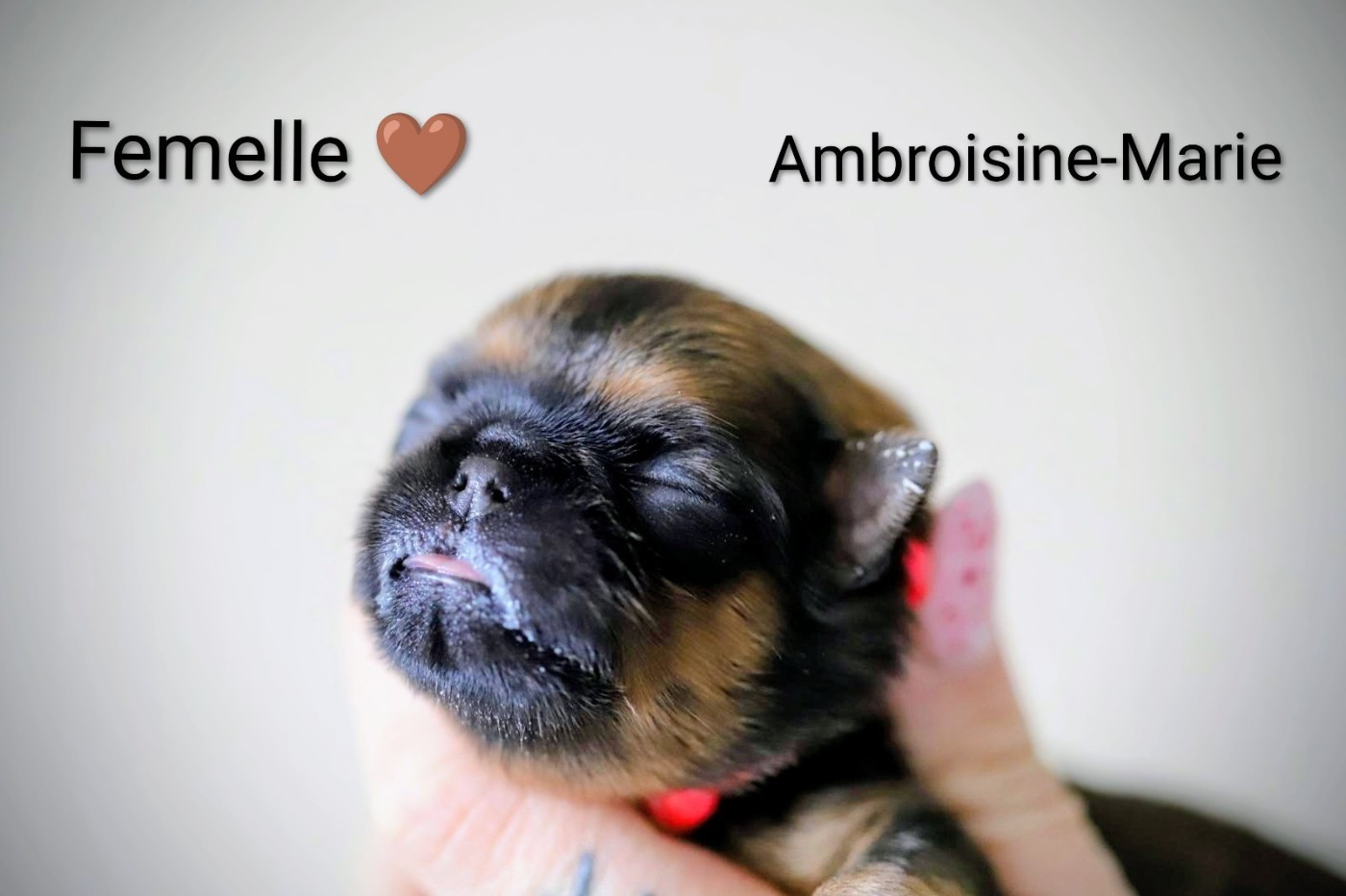 Of Circé's Shire - Chiots disponibles - Griffon belge