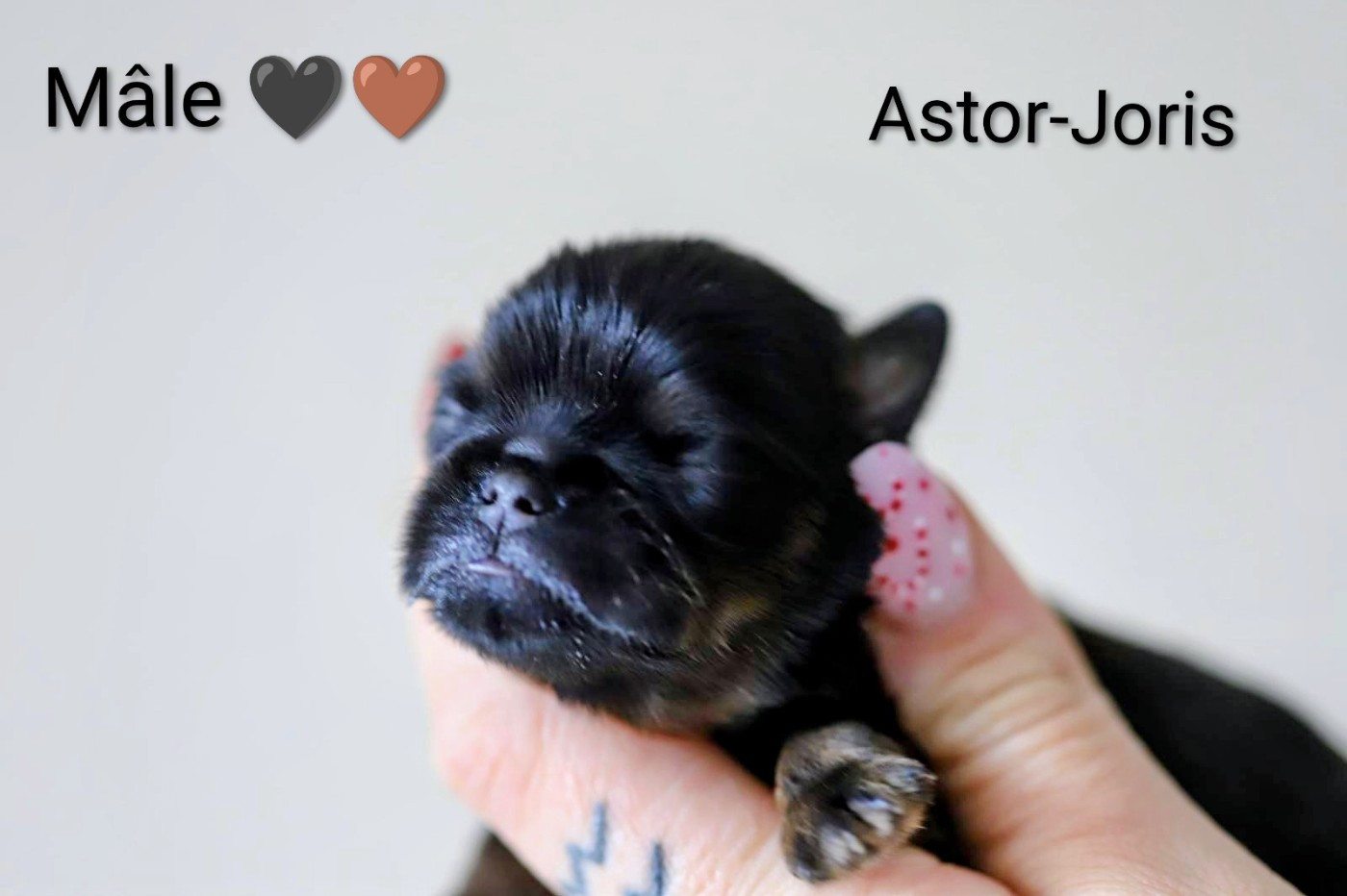 Of Circé's Shire - Chiots disponibles - Griffon belge