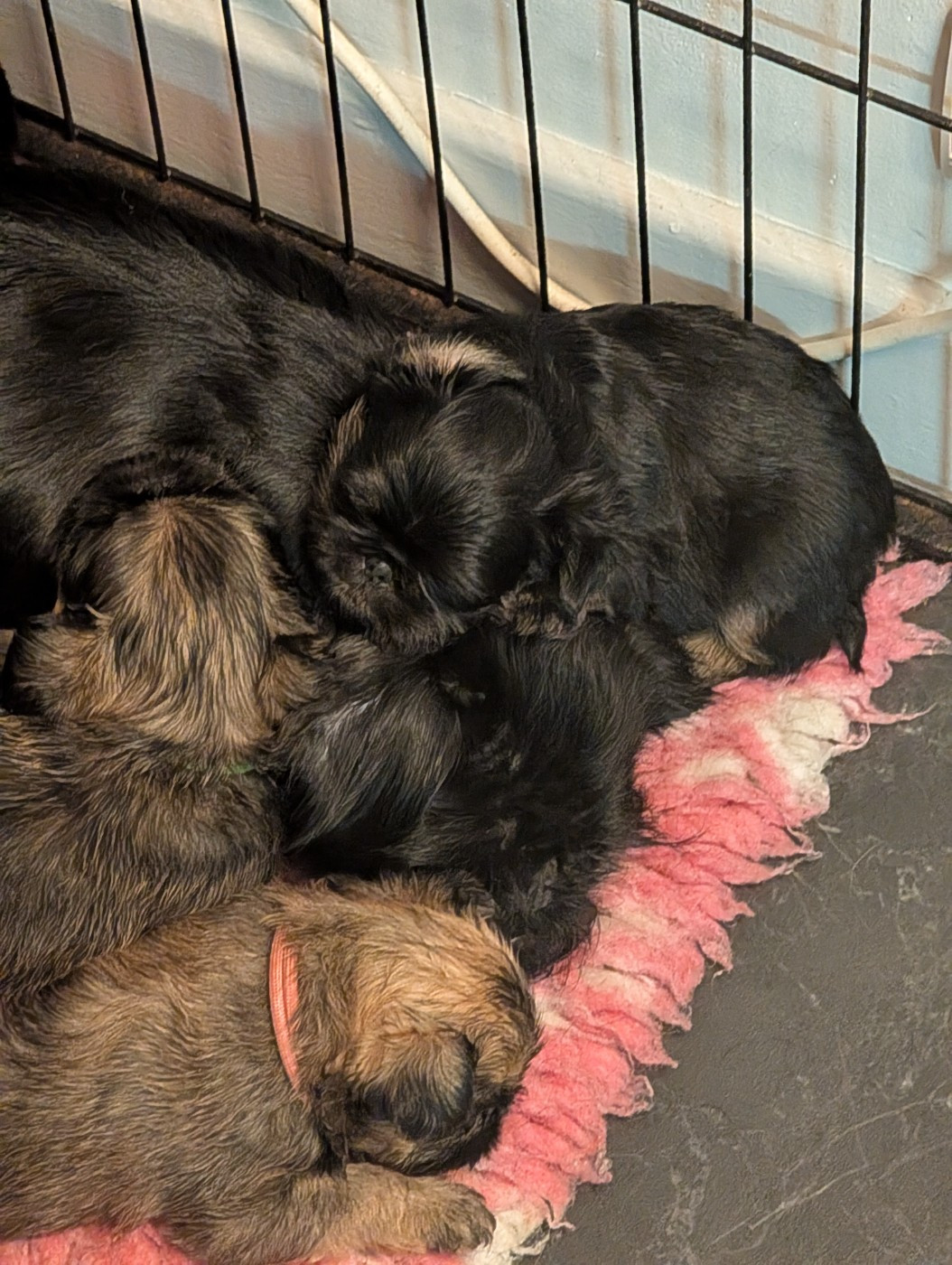 Of Circé's Shire - Griffon belge - Portée née le 31/12/2025